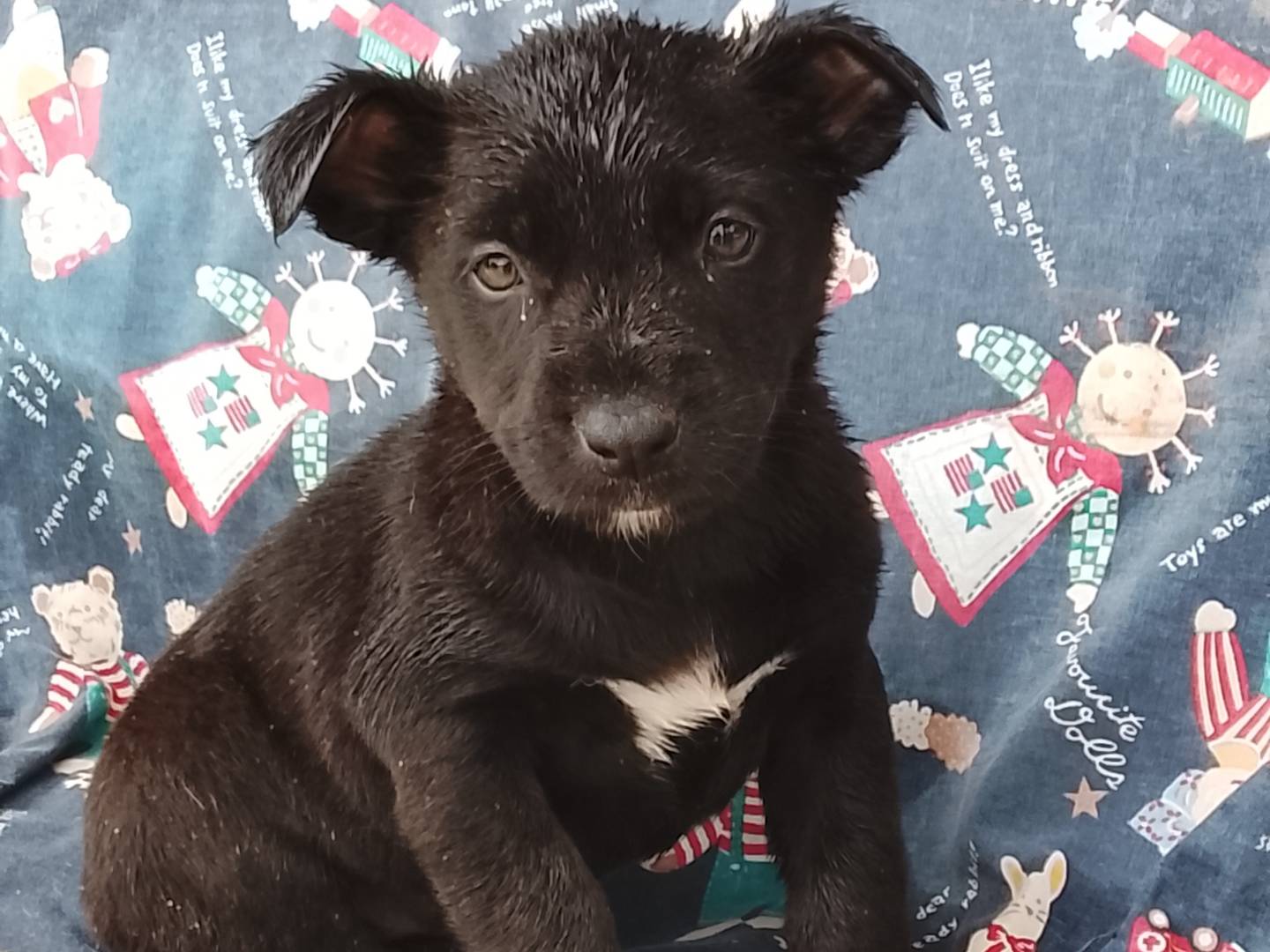 Adozione cane, femmina, Razza sconosciuta Razza sconosciuta, 3 mesi, taglia media, Siracusa