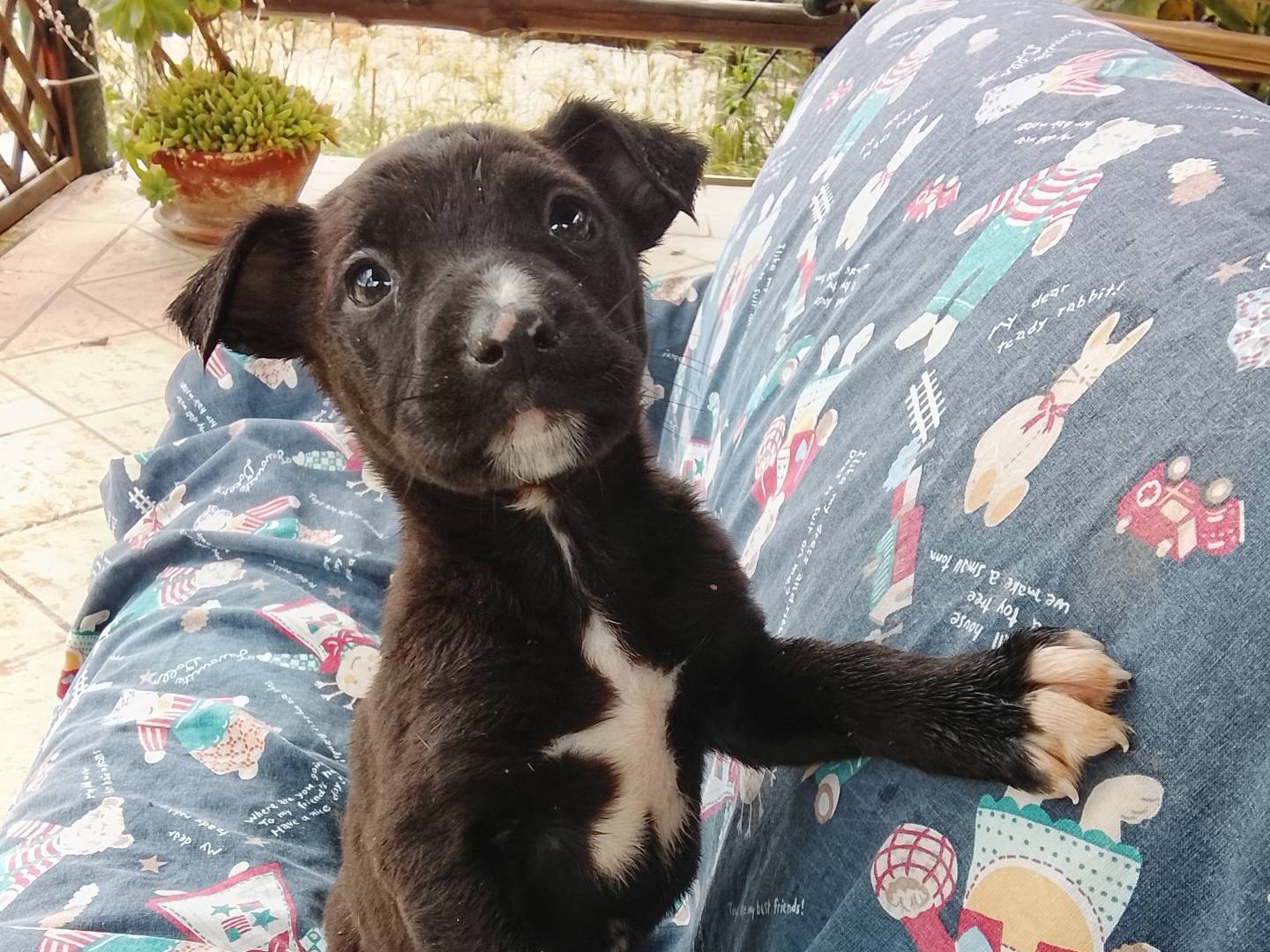 Adozione cane, maschio, Razza sconosciuta Razza sconosciuta, 3 mesi, taglia media, Siracusa