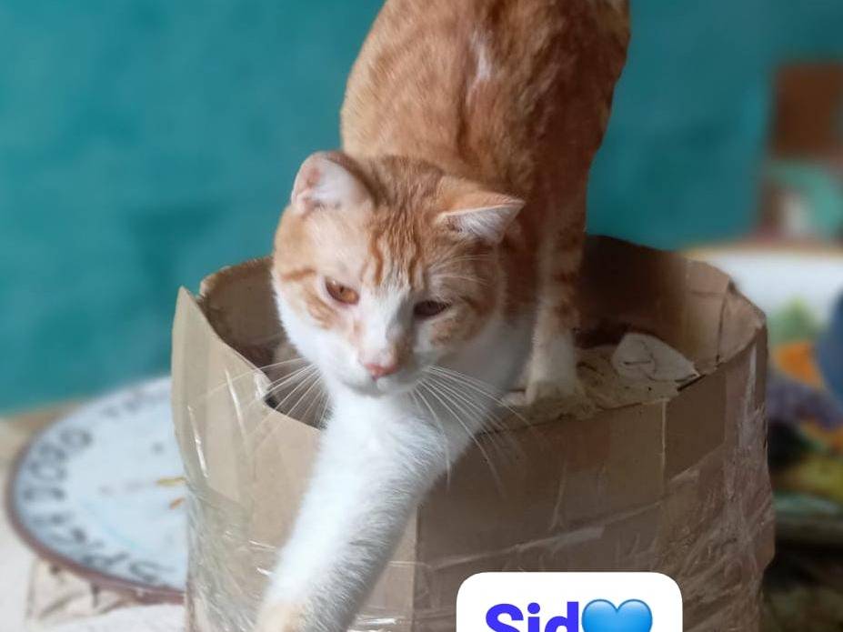 Adozione gatto, maschio, Razza sconosciuta Razza sconosciuta, 11 mesi, taglia non valida, Milano