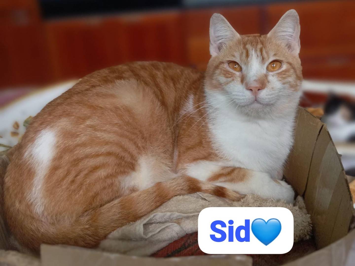 Adotta un gatto, maschio, 11 mesi, Milano