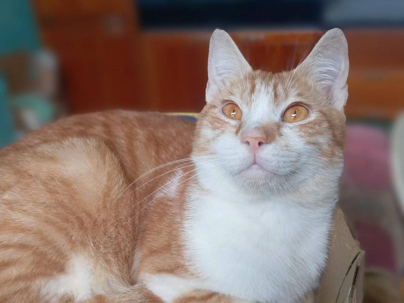 Adotta un gatto, taglia non valida, maschio, Milano