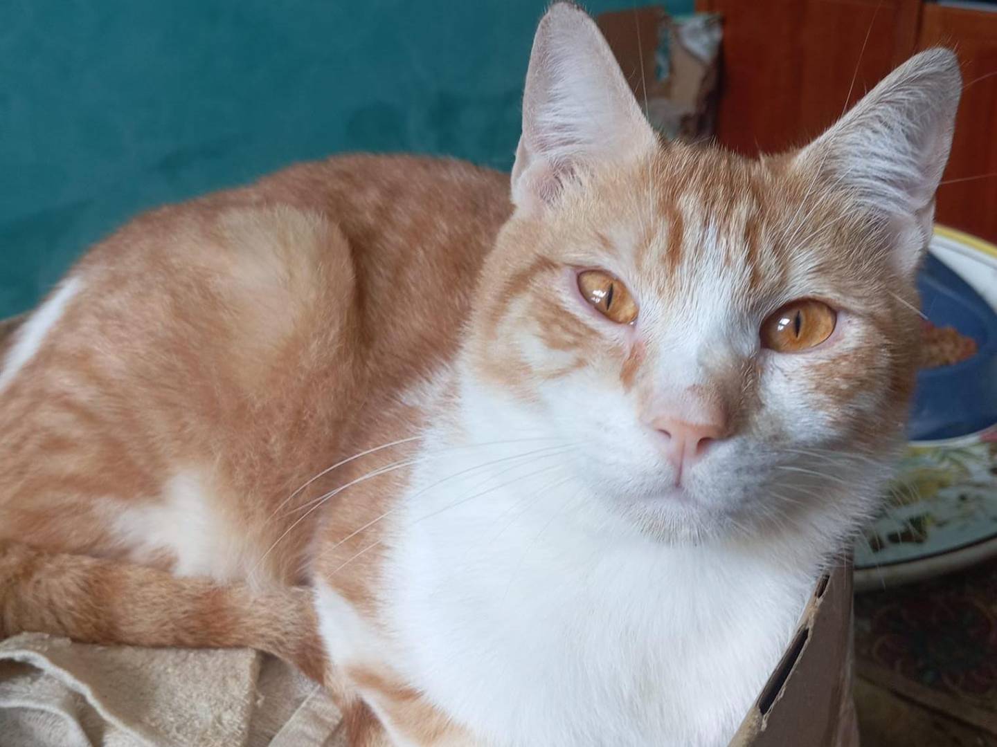 Vuoi adottare un gatto a Milano?