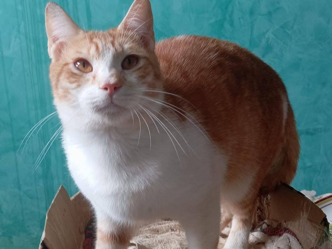 Adotta il gatto Sid a Milano