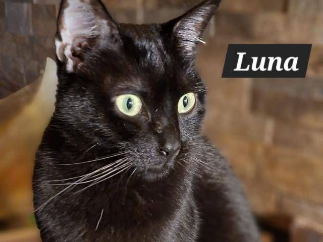 Adozione gatto, femmina, Razza sconosciuta Razza sconosciuta, 1 anno e 3 mesi, taglia non valida, Siracusa