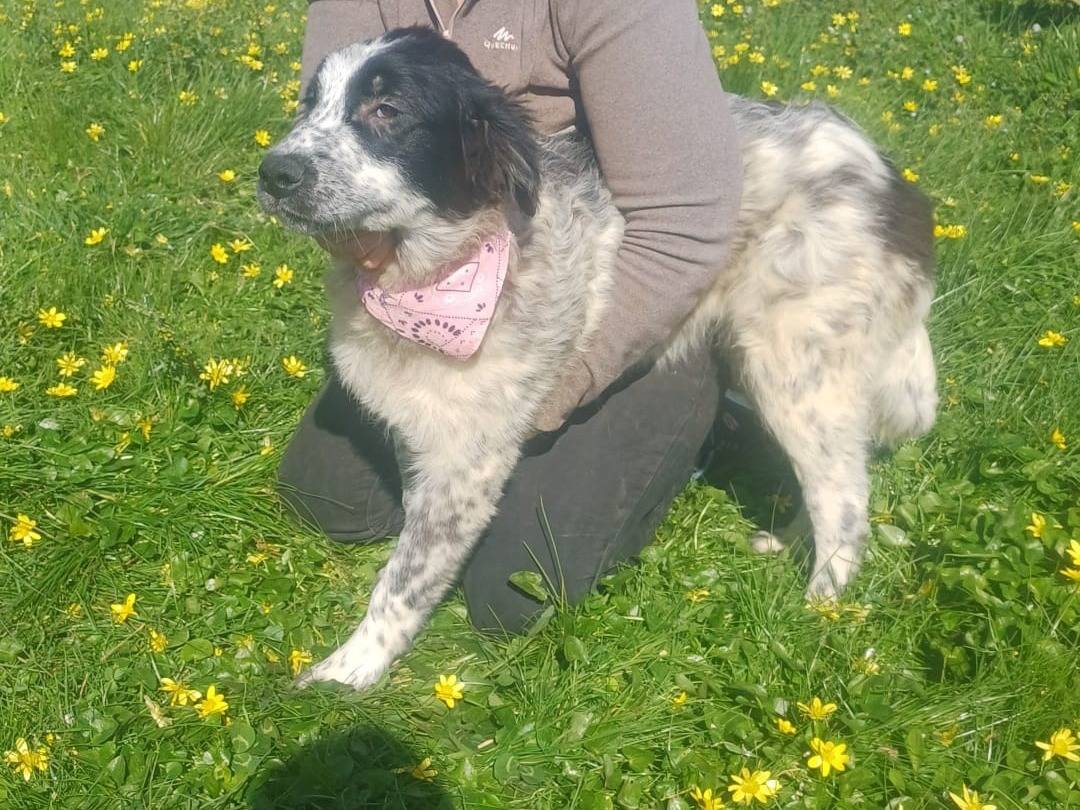 Adozione cane, femmina, Razza sconosciuta Razza sconosciuta, 8 mesi, taglia media, Catanzaro