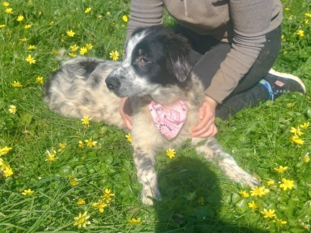 Adotta un cane, femmina, 8 mesi, Catanzaro