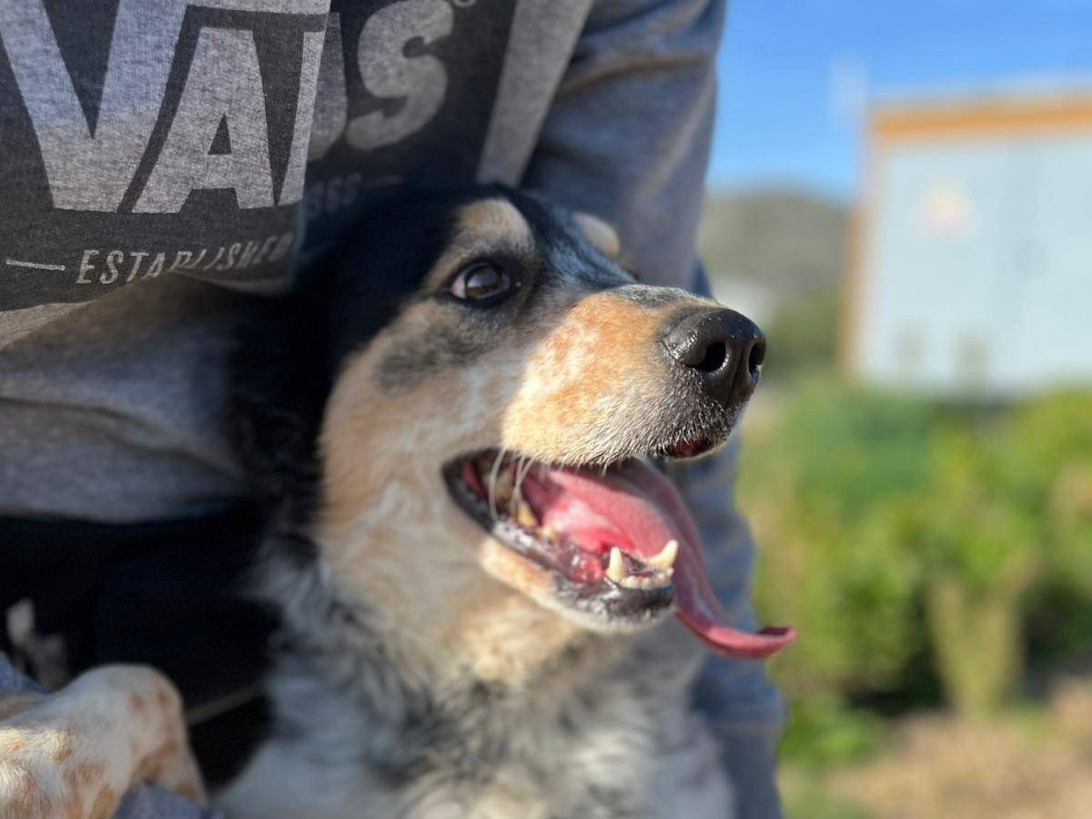 Adotta un cane, femmina, 4 anni e 2 mesi, Latina