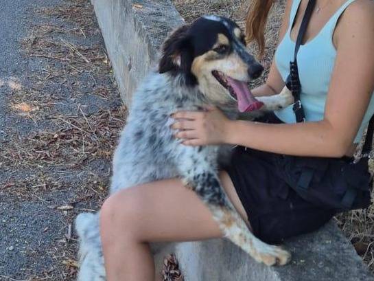 Adotta un cane, taglia media, femmina, Latina