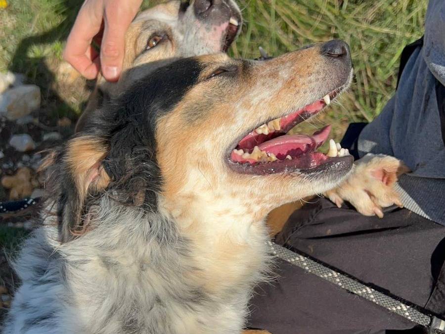 Adotta il cane Linda a Latina