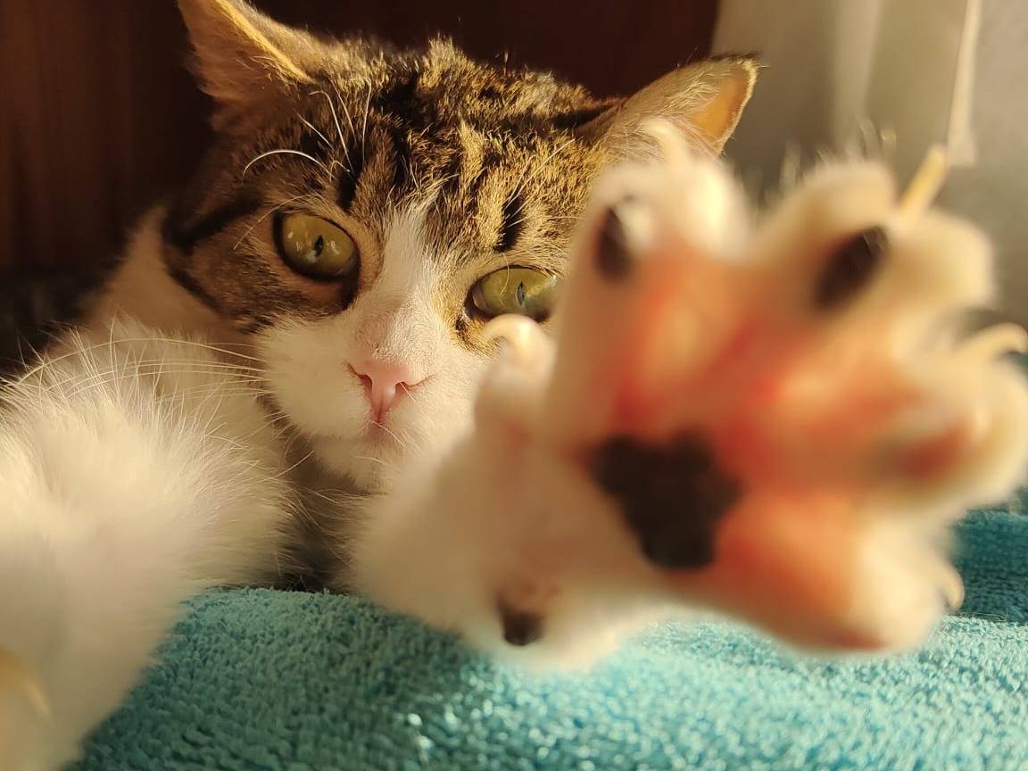 Adozione gatto, maschio, Razza sconosciuta Razza sconosciuta, 8 mesi, taglia non valida, Brescia