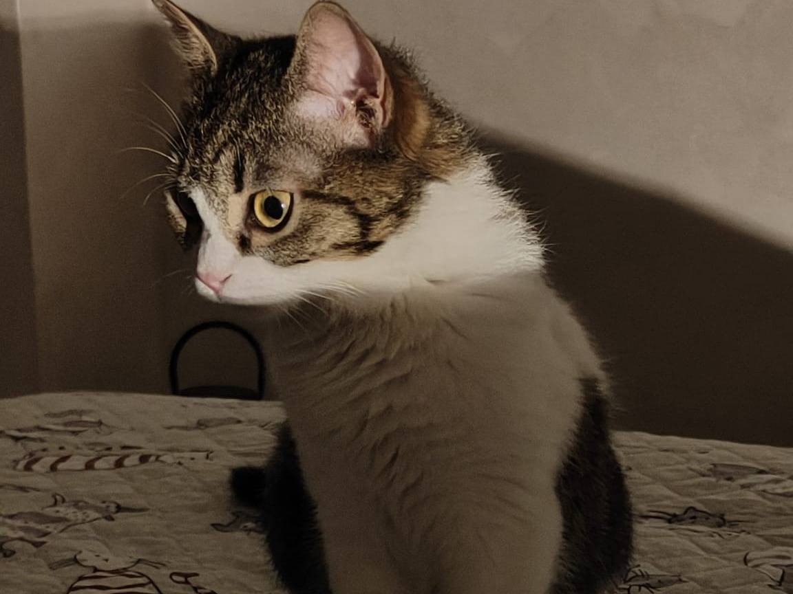 Vuoi adottare un gatto a Brescia?