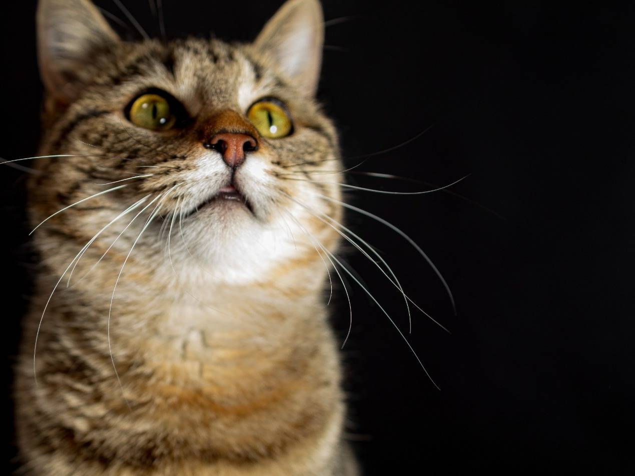 Vuoi adottare un gatto a Brescia?