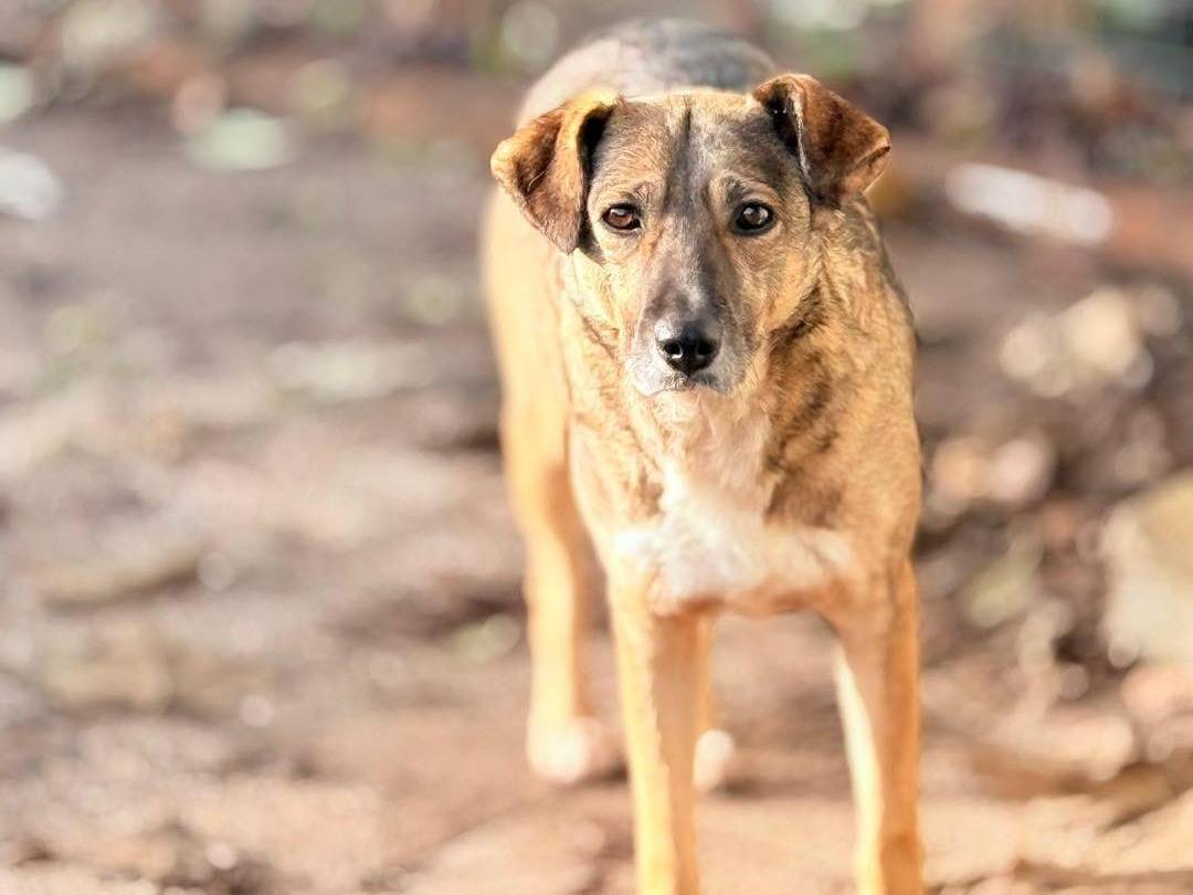 Adozione cane, femmina, Razza sconosciuta Razza sconosciuta, 4 anni e 3 mesi, taglia media contenuta, Bergamo