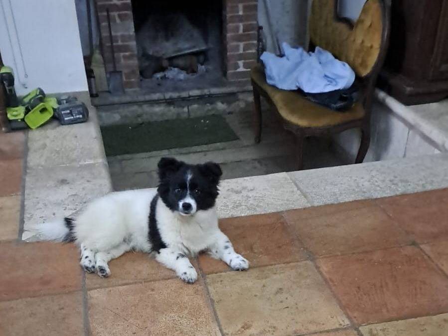 Adozione cane, maschio, Spitz Razza sconosciuta, 5 mesi, taglia piccola, Bari