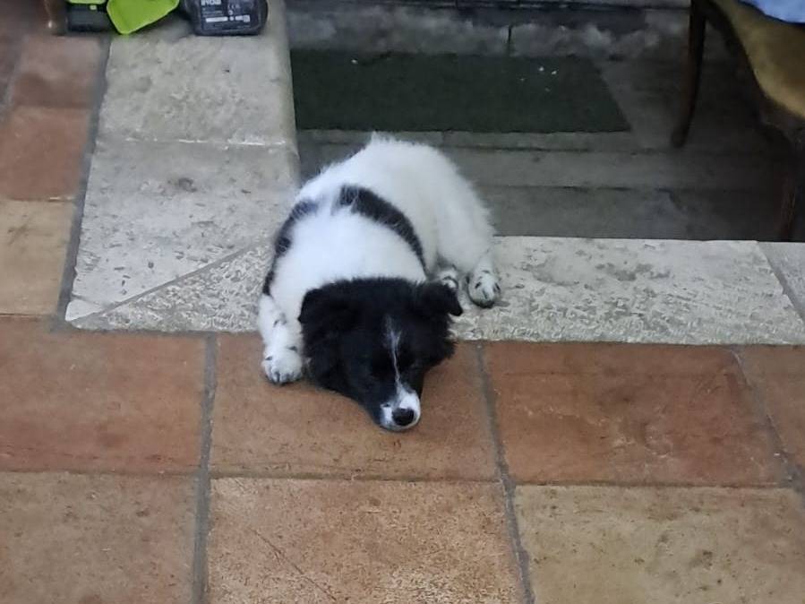 Adotta un cane, maschio, 5 mesi, Bari