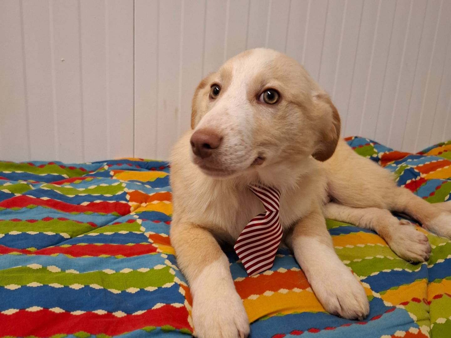 Adozione cane, maschio, Razza sconosciuta Razza sconosciuta, 6 mesi, taglia media, Potenza