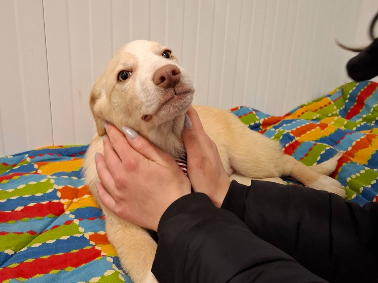 Adotta un cane, maschio, 6 mesi, Potenza