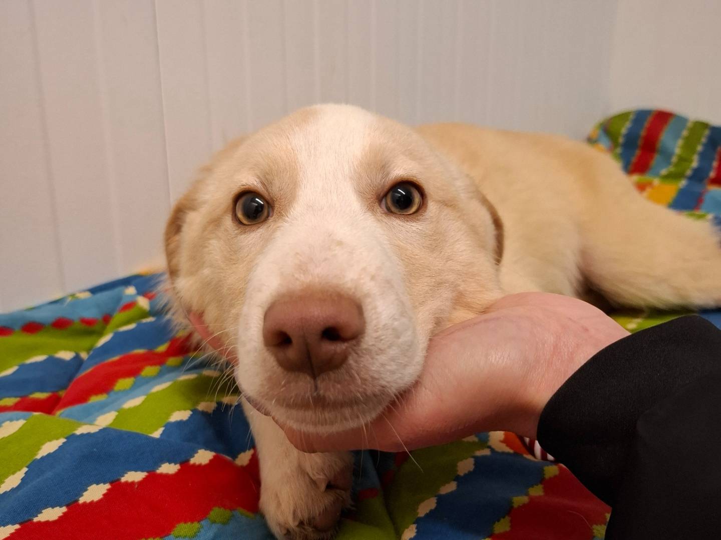 Adotta un cane, taglia media, maschio, Potenza