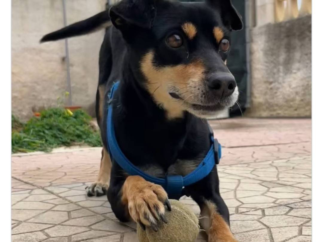 Adozione cane, femmina, Razza sconosciuta Razza sconosciuta, 2 anni e 10 mesi, taglia piccola, Trapani