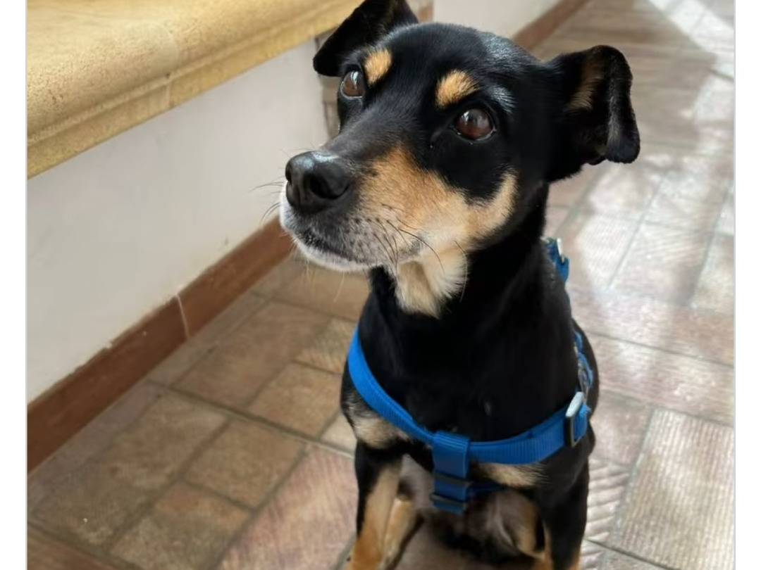 Adotta un cane, femmina, 2 anni e 10 mesi, Trapani