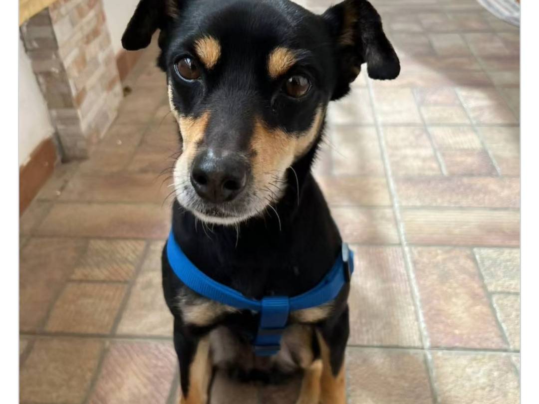 Adotta un cane, taglia piccola, femmina, Trapani