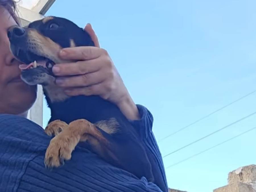 Vuoi adottare un cane a Trapani?