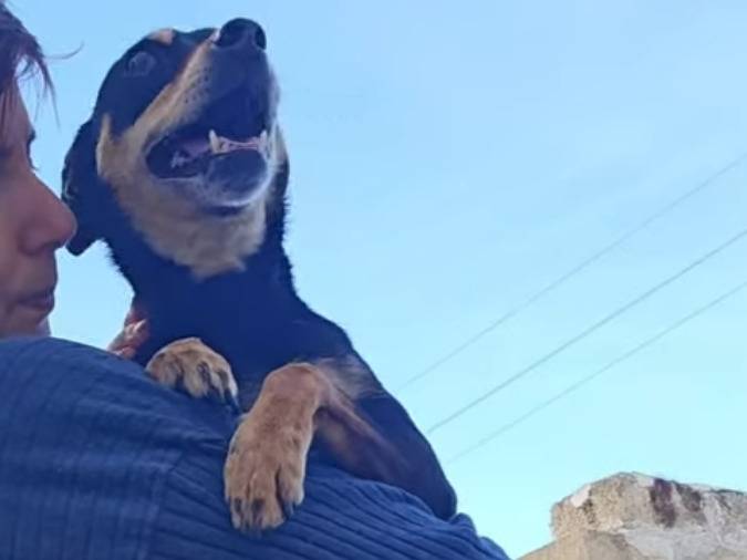 Adotta il cane Nina a Trapani