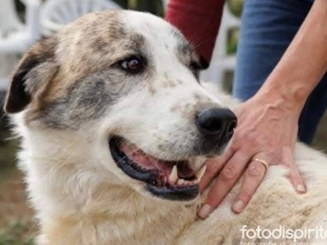 Adozione cane, femmina, Razza sconosciuta Razza sconosciuta, 5 anni e 10 mesi, taglia gigante, Cuneo