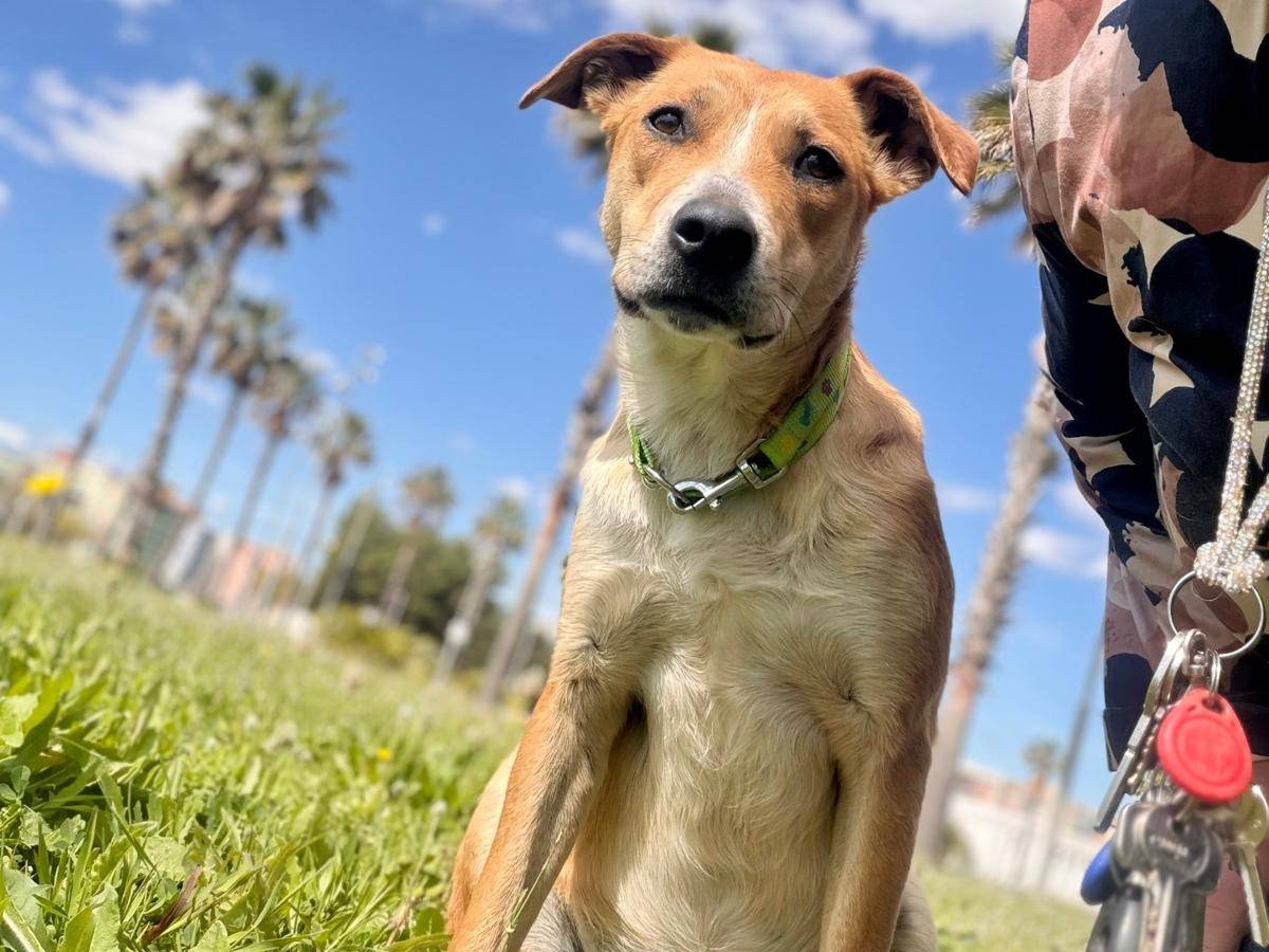 Adozione cane, femmina, Razza sconosciuta Razza sconosciuta, 10 mesi, taglia media, Siracusa