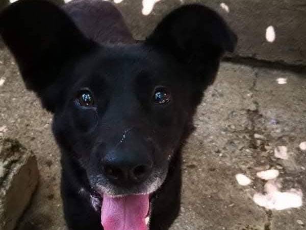 Adotta un cane, maschio, 7 anni e 3 mesi, Messina