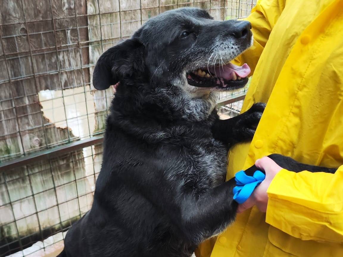 Adotta un cane, taglia media, maschio, Messina
