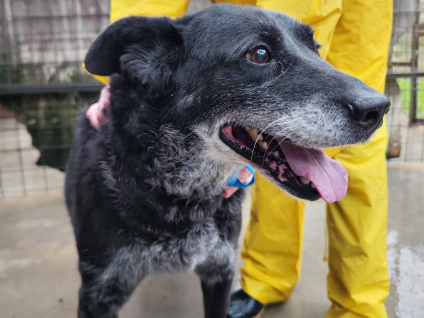 Vuoi adottare un cane a Messina?