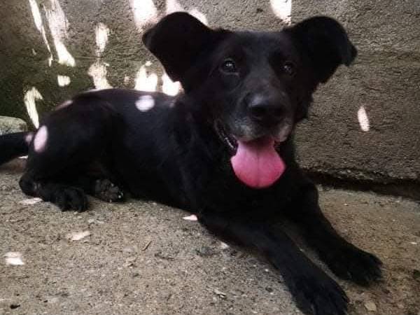 Adotta il cane Batman  a Messina