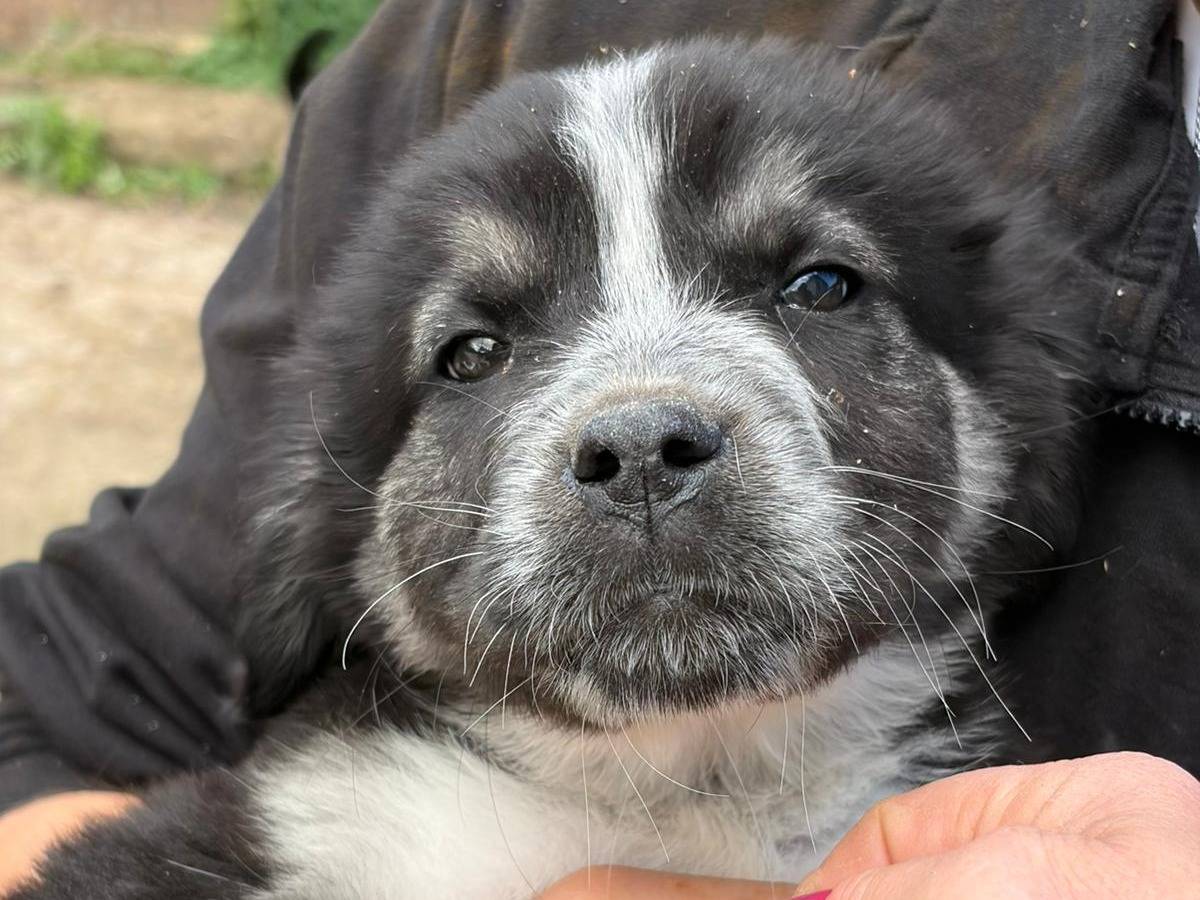 Adozione cane, femmina, Pastore maremmano Pastore maremmano, 3 mesi, taglia grande, Siracusa