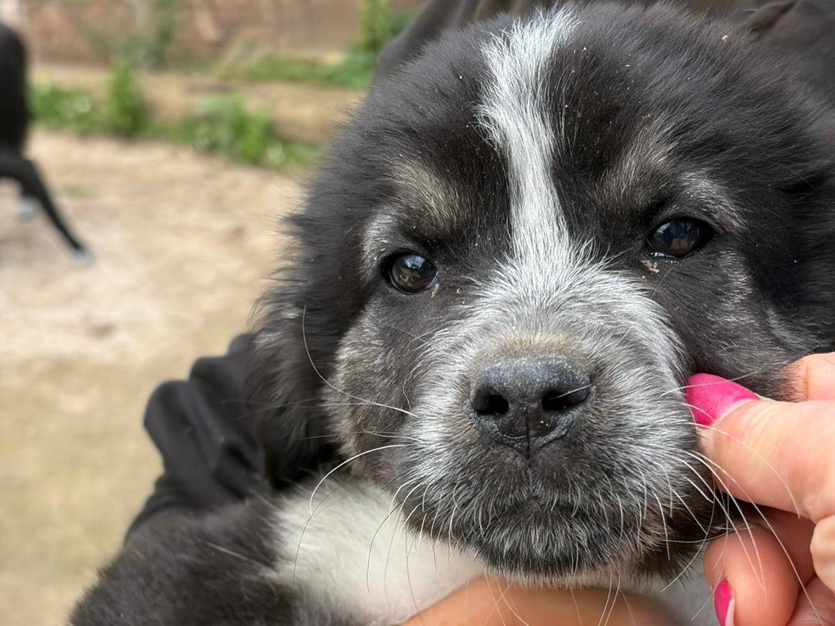 Adotta un cane, femmina, 3 mesi, Siracusa