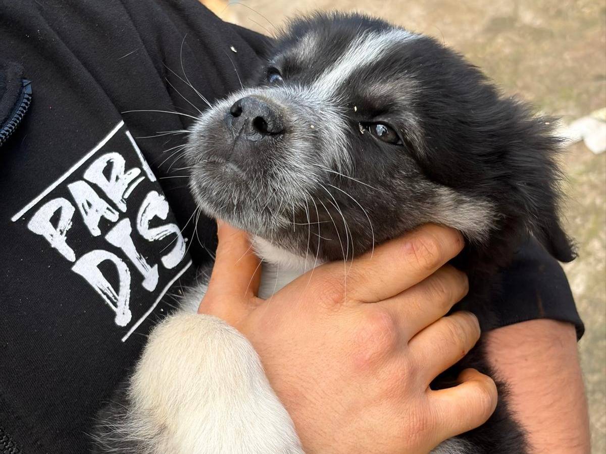 Adotta un cane, taglia grande, femmina, Siracusa