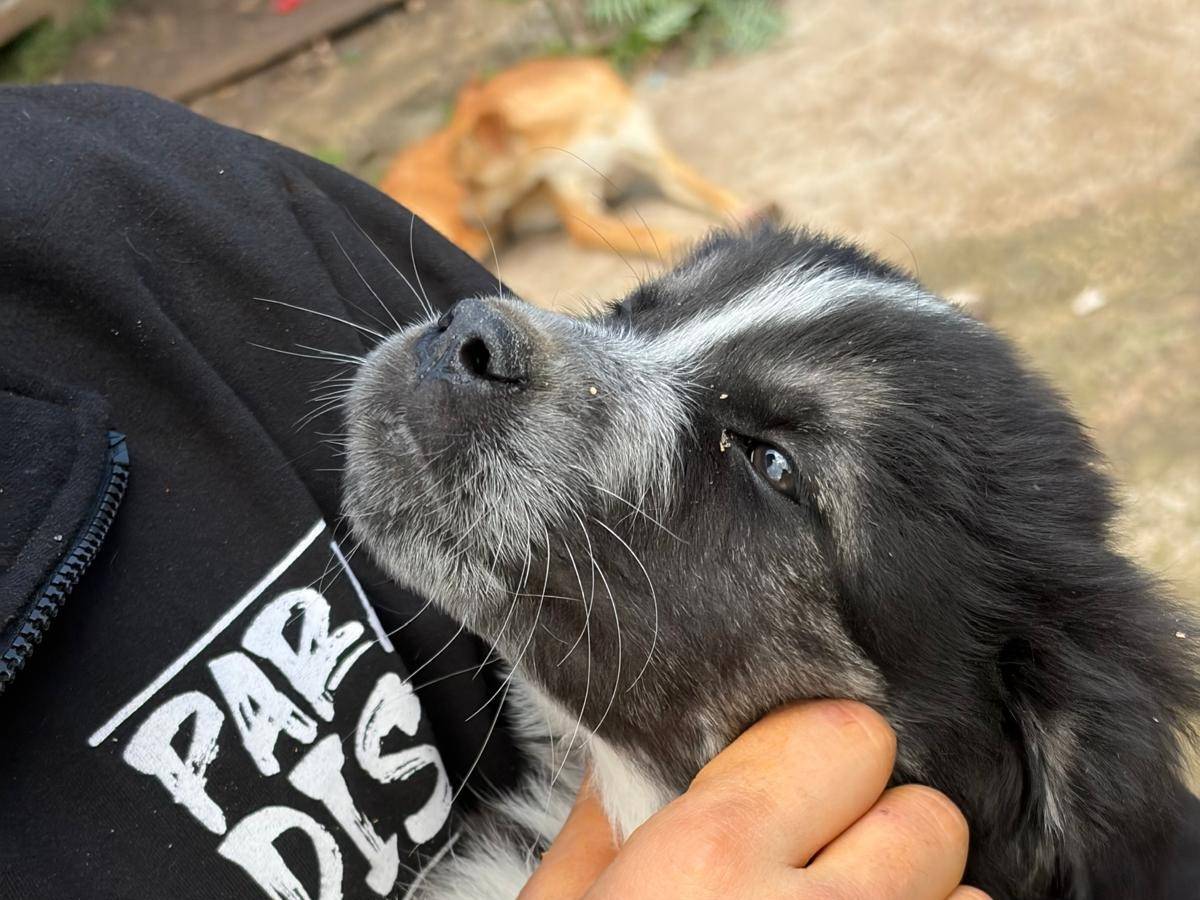 Vuoi adottare un cane a Siracusa?