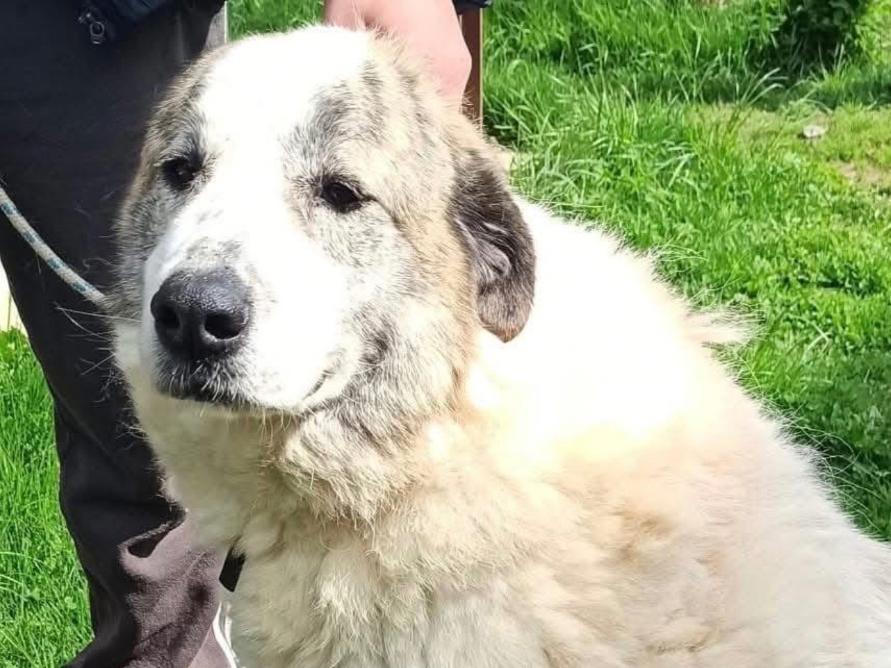 Adotta un cane, taglia gigante, femmina, Cuneo