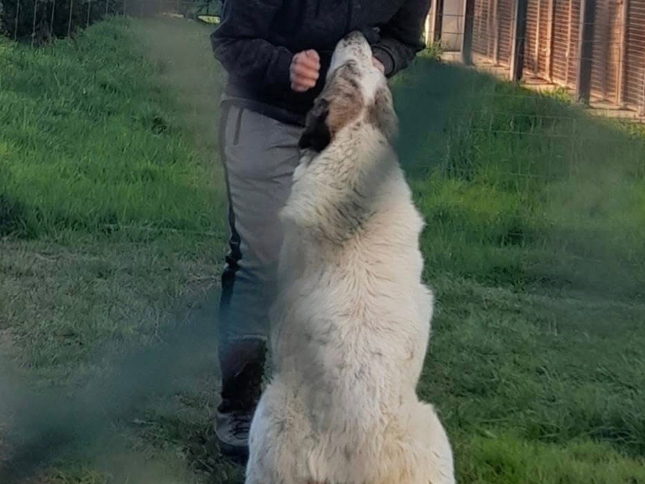 Vuoi adottare un cane a Cuneo?