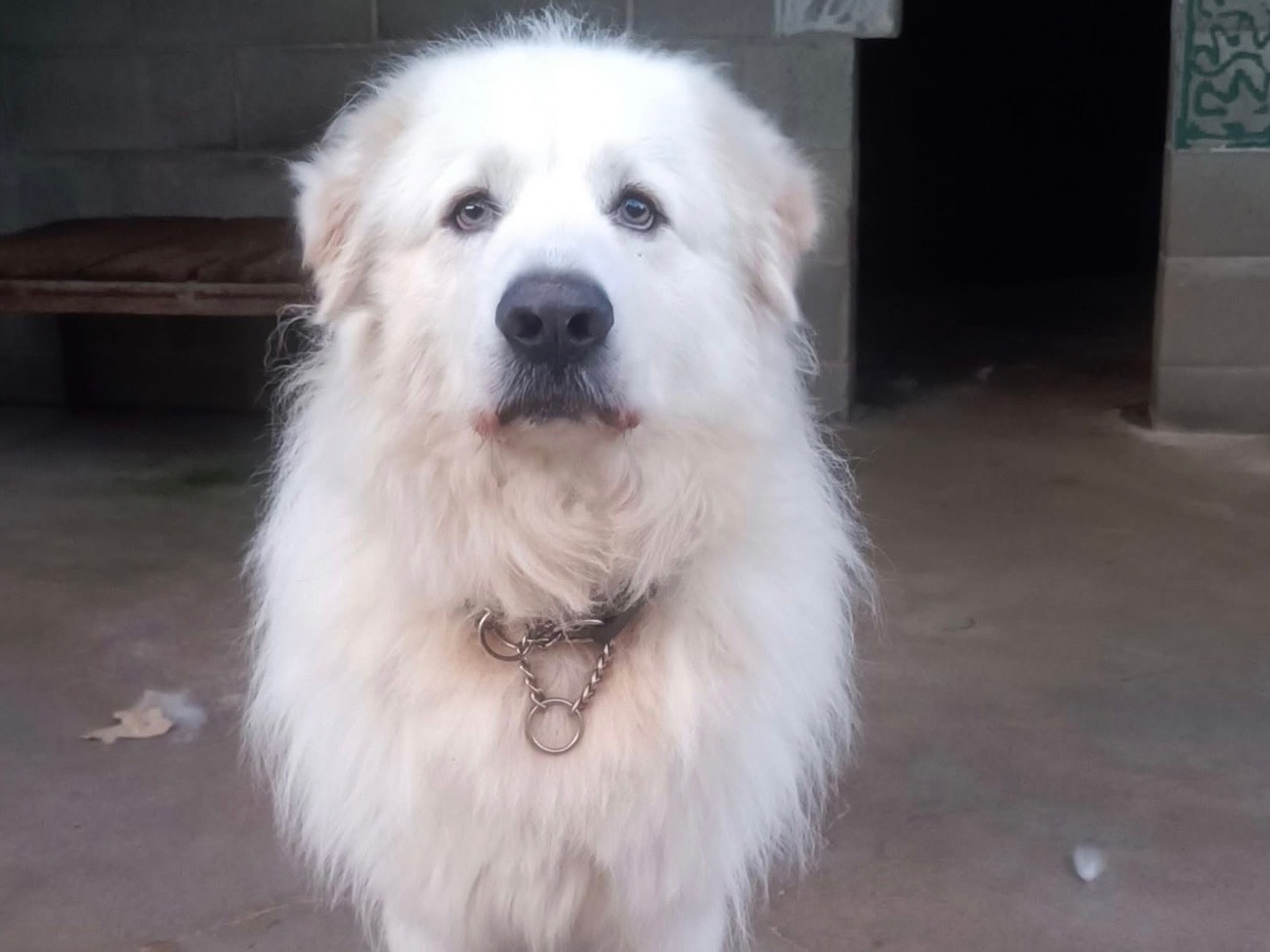 Adozione cane, maschio, Pastore maremmano Razza sconosciuta, 4 anni e 2 mesi, taglia grande, Genova