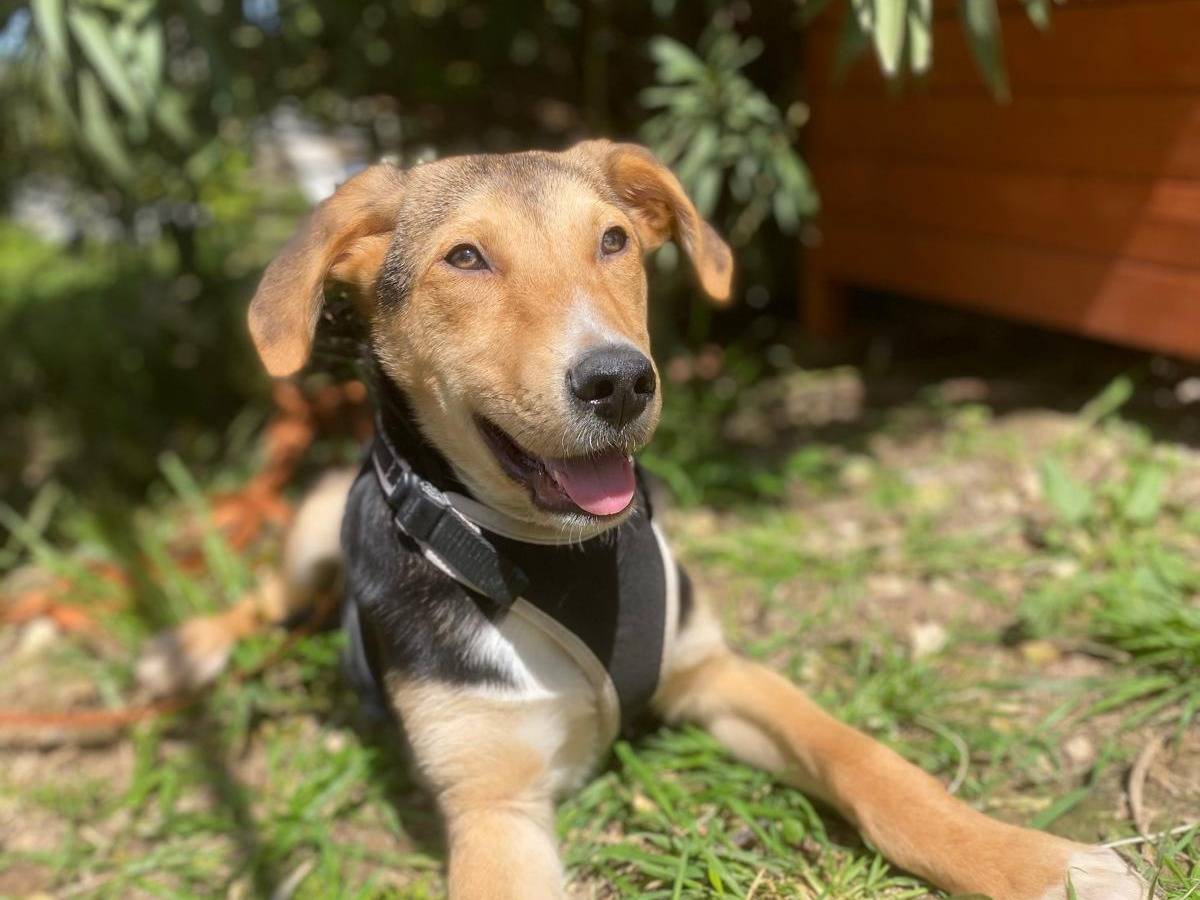 Adozione cane, maschio, Razza sconosciuta Razza sconosciuta, 6 mesi, taglia media, Siracusa