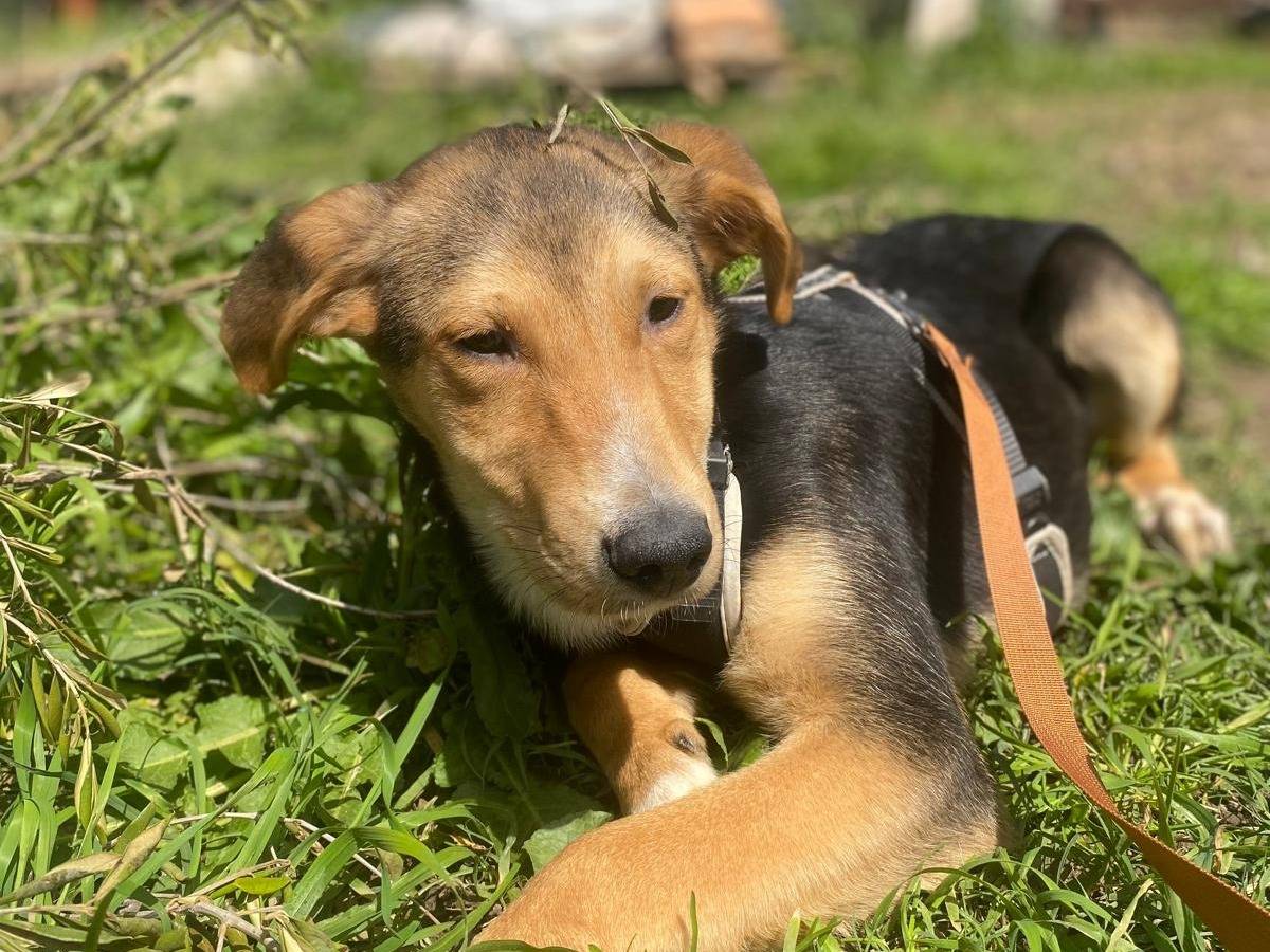 Adotta un cane, taglia media, maschio, Siracusa