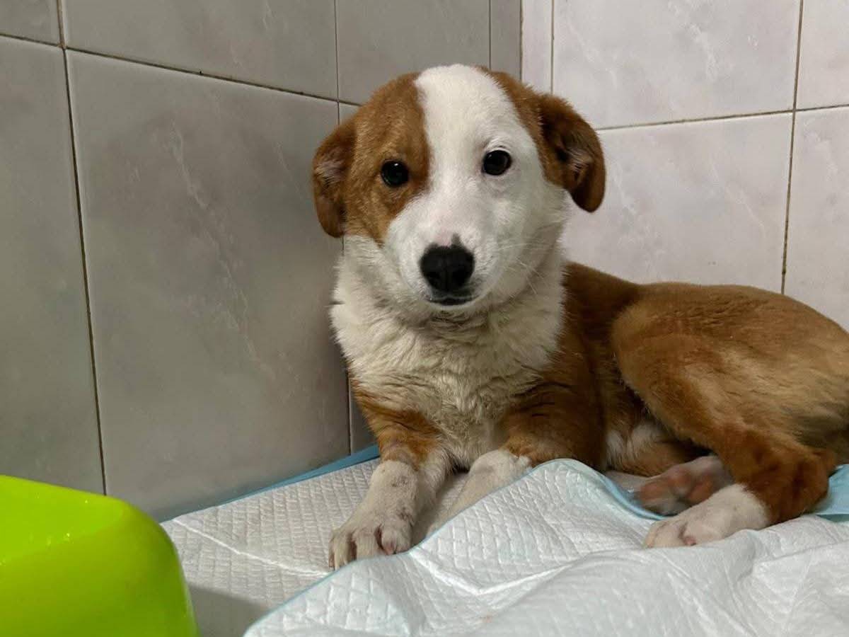 Adozione cane, femmina, Razza sconosciuta Razza sconosciuta, 2 anni e 3 mesi, taglia piccola, Monza
