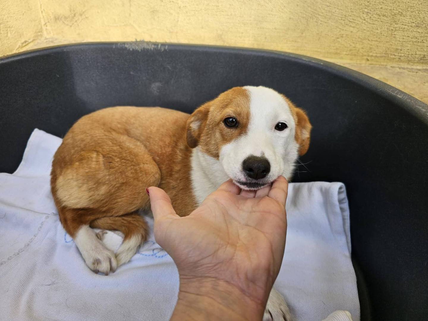 Adotta un cane, femmina, 2 anni e 3 mesi, Monza