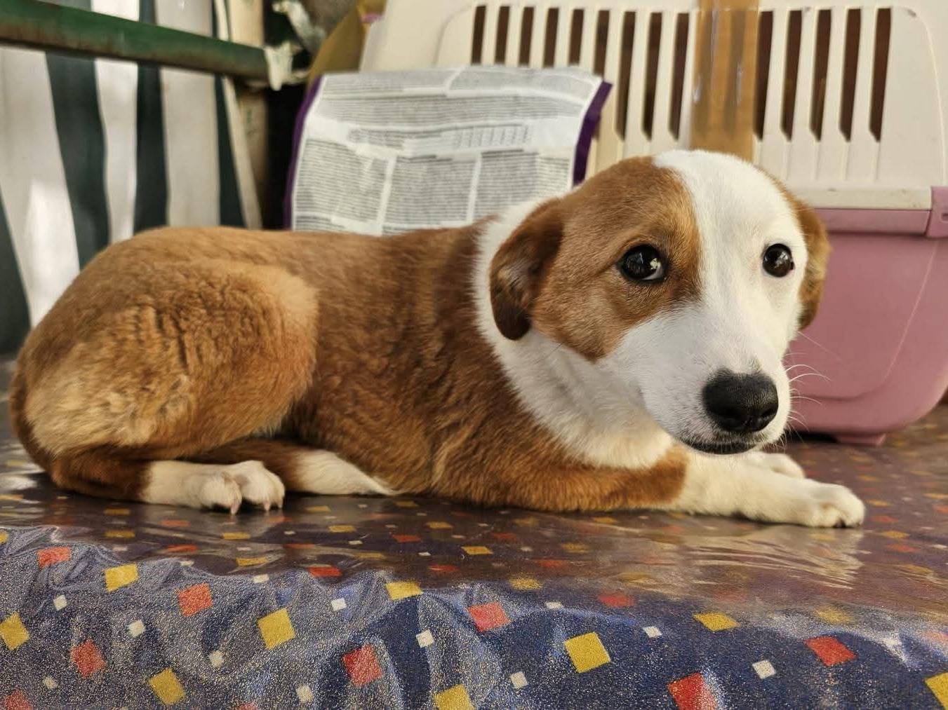 Adotta un cane, taglia piccola, femmina, Monza