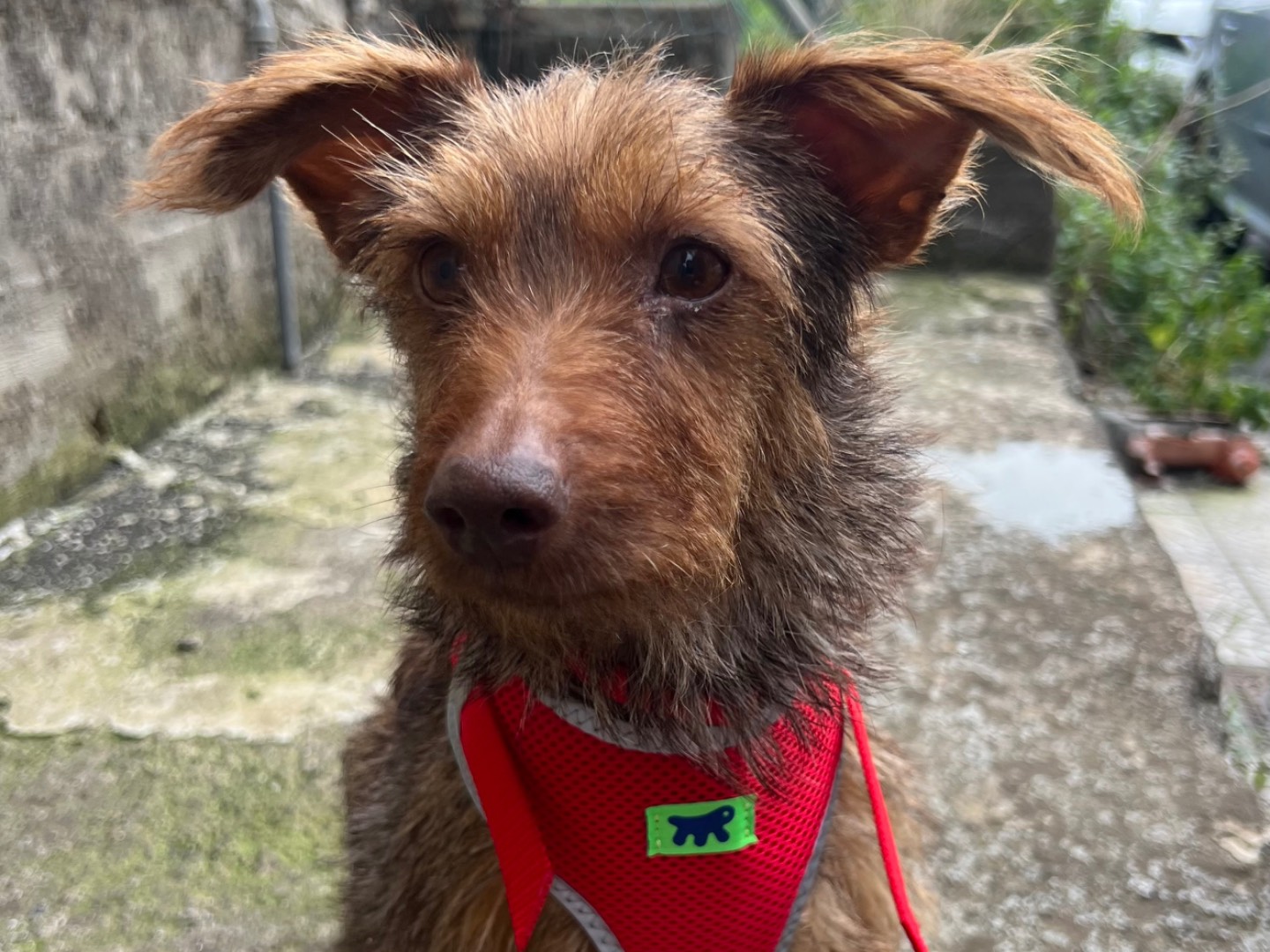 Adozione cane, femmina, Razza sconosciuta Razza sconosciuta, 1 anno e 9 mesi, taglia piccola, Catania