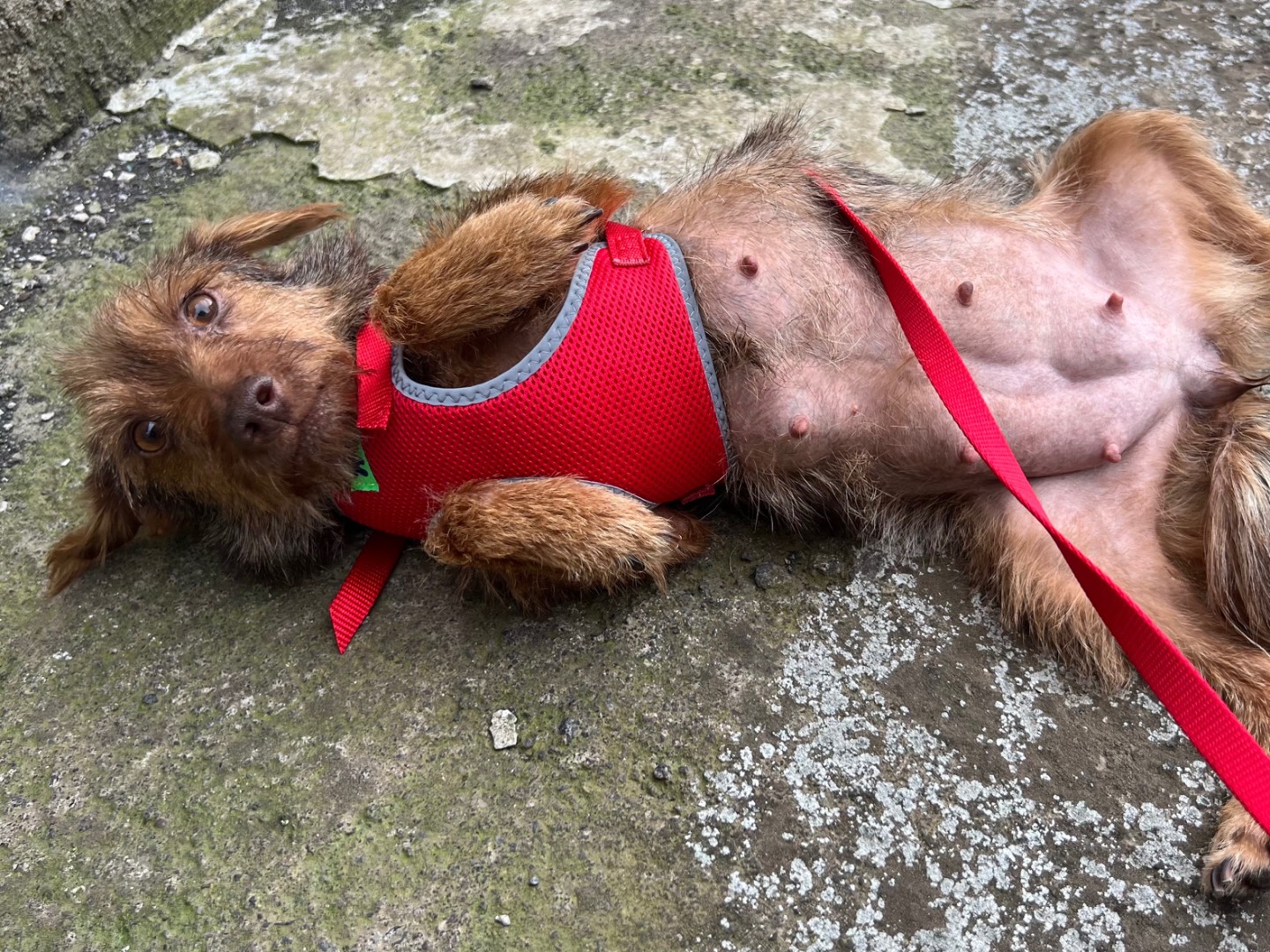 Adotta un cane, femmina, 1 anno e 9 mesi, Catania