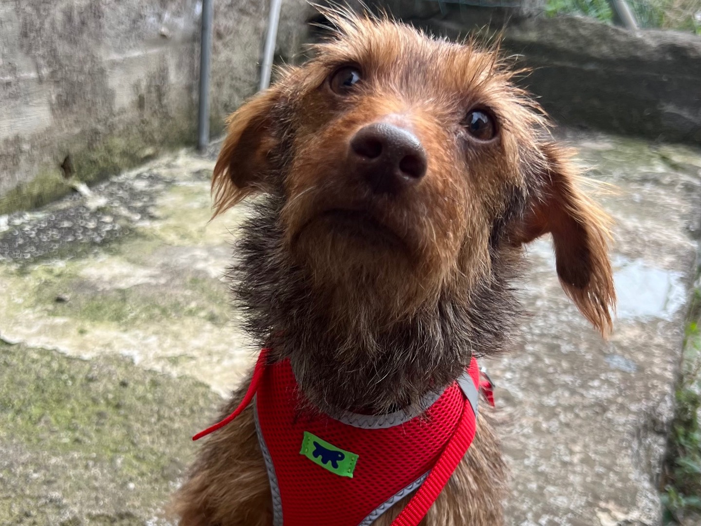 Adotta un cane, taglia piccola, femmina, Catania