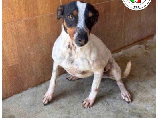 Adozione cane, femmina, Jack Russell Terrier Jack Russell Terrier, 3 anni e 2 mesi, taglia piccola, Milano