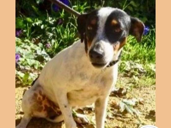 Adotta un cane, femmina, 3 anni e 2 mesi, Milano